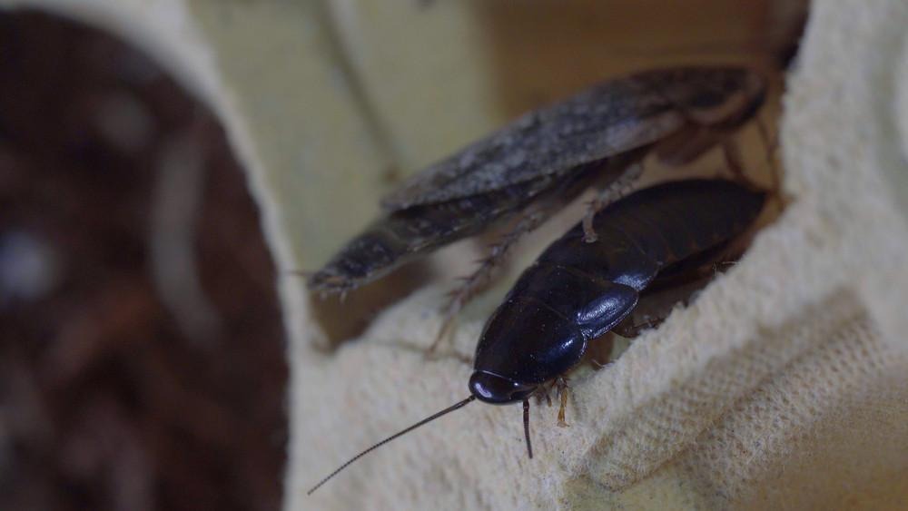 Pests to Look for When Doing a Home Renovation Common pests to inspect for during a home renovation
